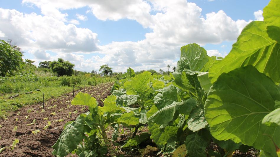 Qué son las comunidades de regantes: tipos, legalidad, constitución…